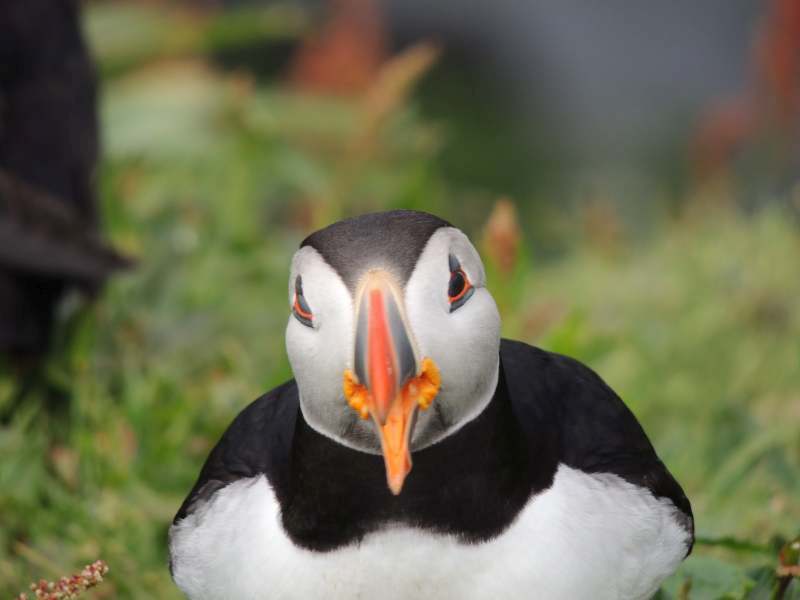 Fred, der Puffin